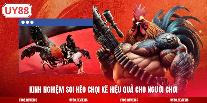Kinh nghiệm soi kèo chọi kê hiệu quả cho người chơi